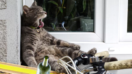 Resting tabby cat lounging by a sunny window, mid-yawn; animal-themed 2K Quad HD PC desktop wallpaper and background.