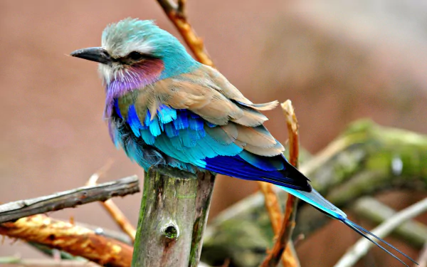  Lilac-Breasted Roller