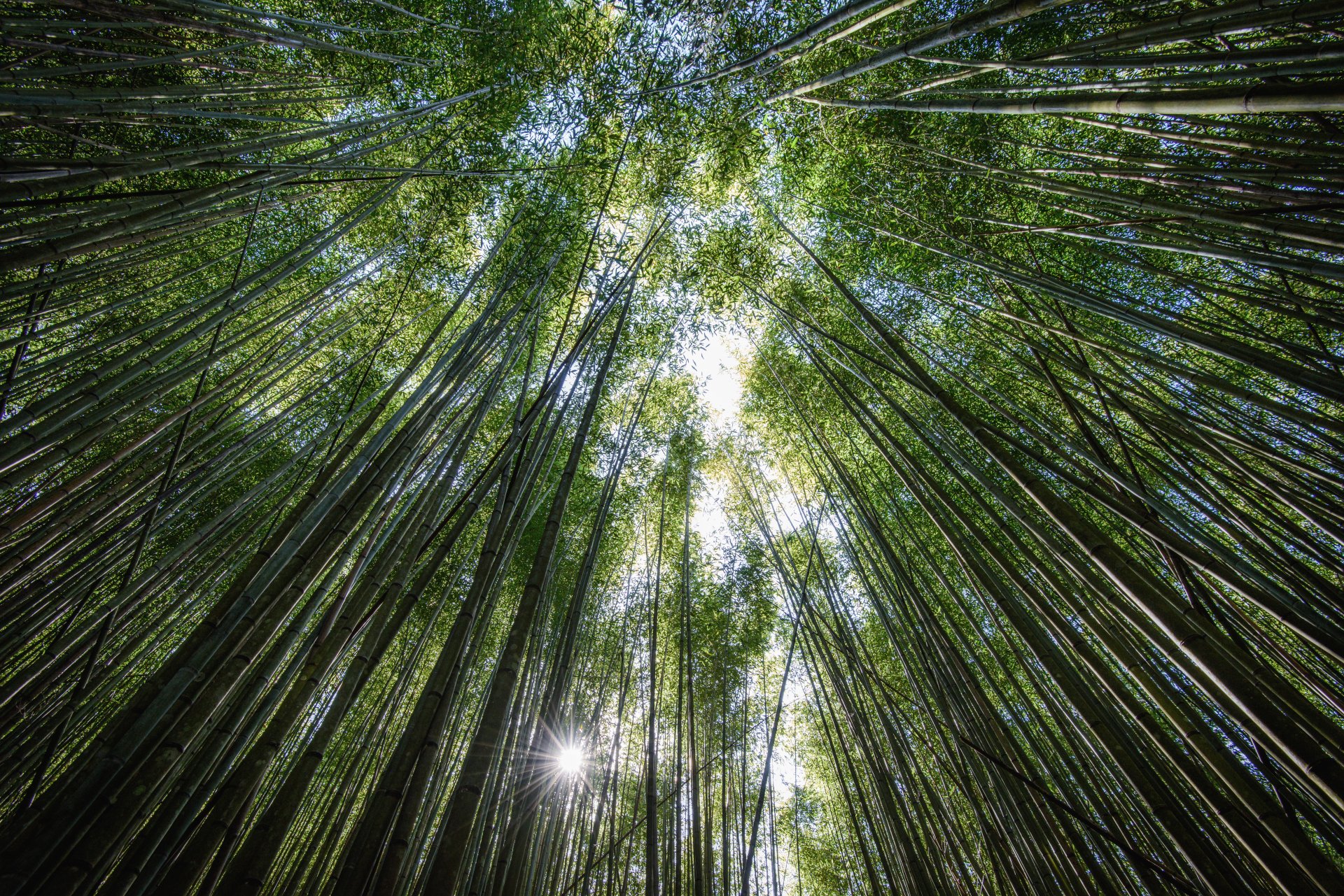 5K Ultra HD PC desktop wallpaper: upward view through a dense bamboo grove with tall green stalks, leafy canopy and sunbeams — greenery, nature.
