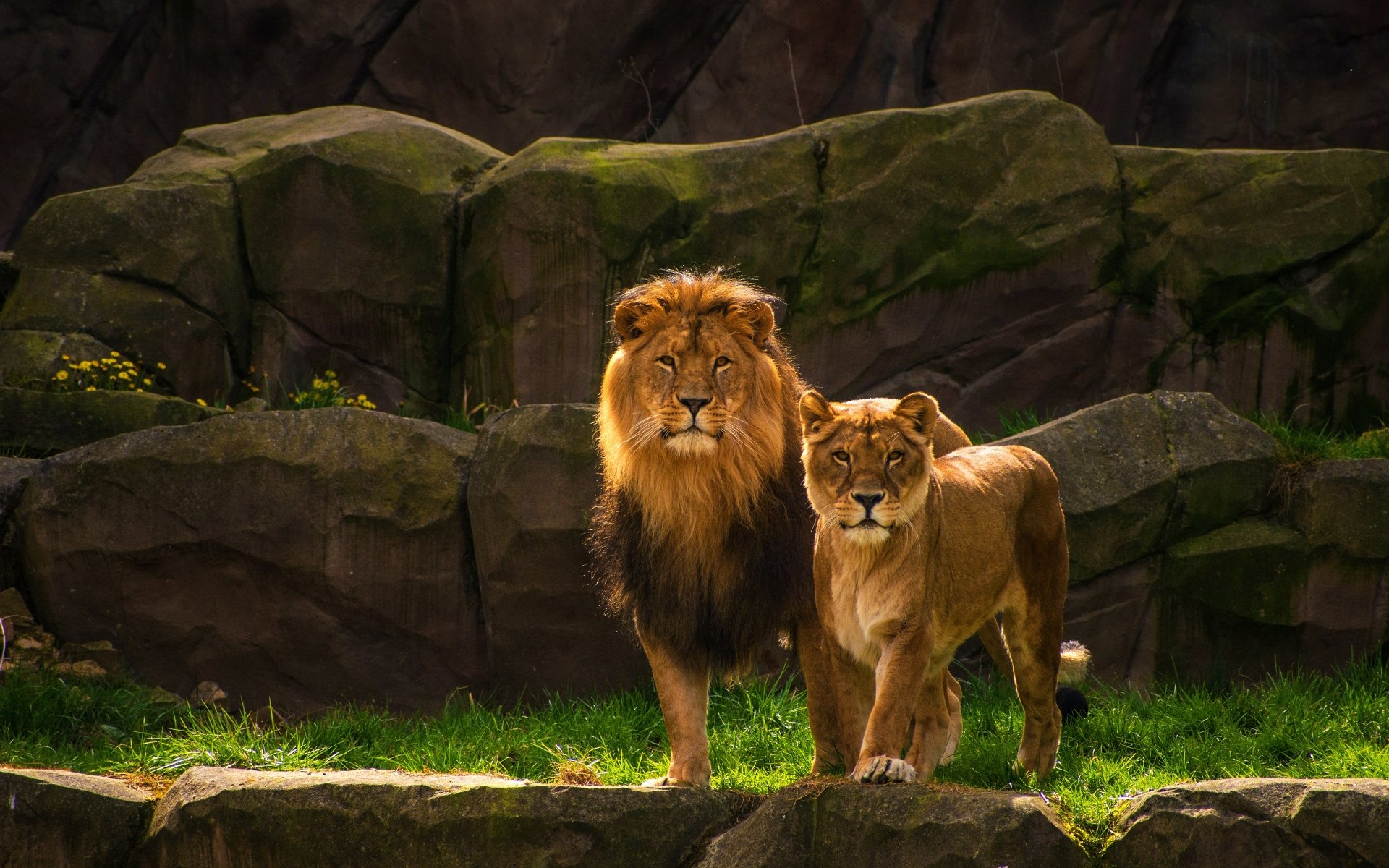 Download Couple Animal Lion 4k Ultra Hd Wallpaper