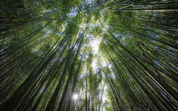 5K Ultra HD PC desktop wallpaper: upward view through a dense bamboo grove with tall green stalks, leafy canopy and sunbeams — greenery, nature.