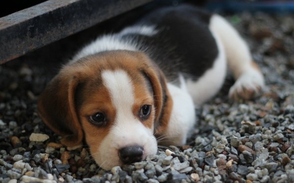 Animal Beagle Dogs Dog Baby Animal Puppy HD Wallpaper | Background Image