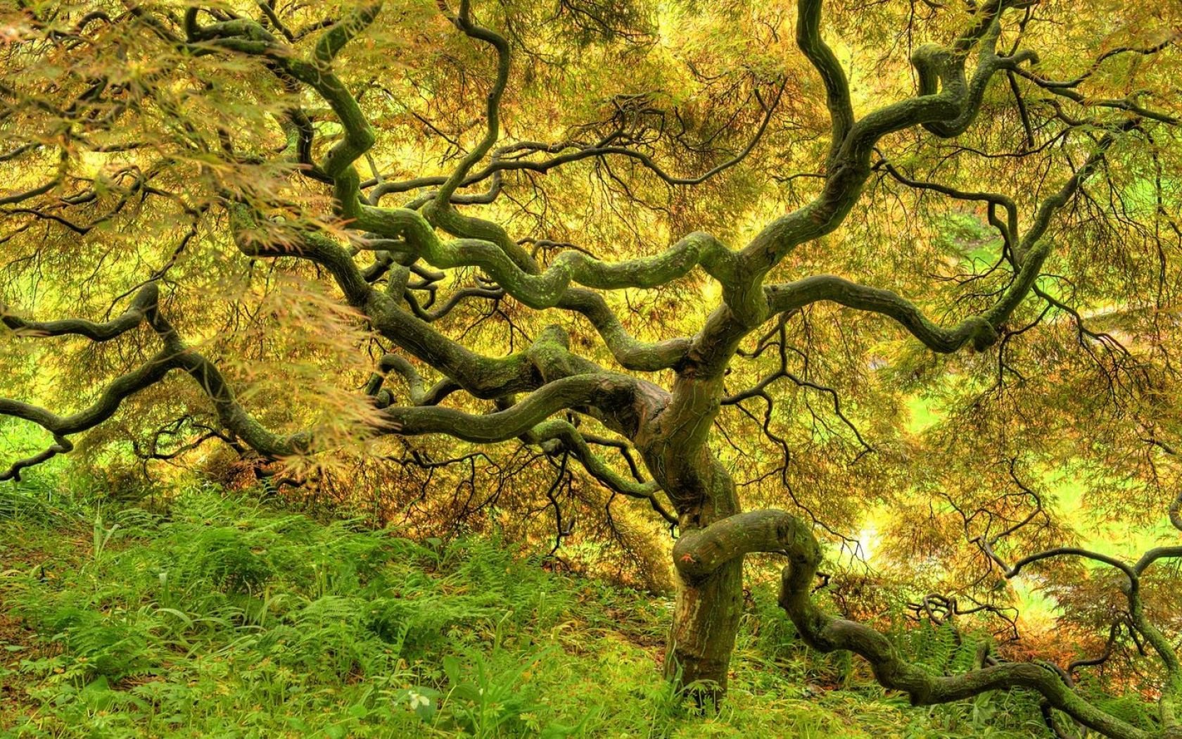 A captivating HD desktop wallpaper featuring a majestic tree surrounded by lush greenery, embodying the beauty of nature and tranquility by water.