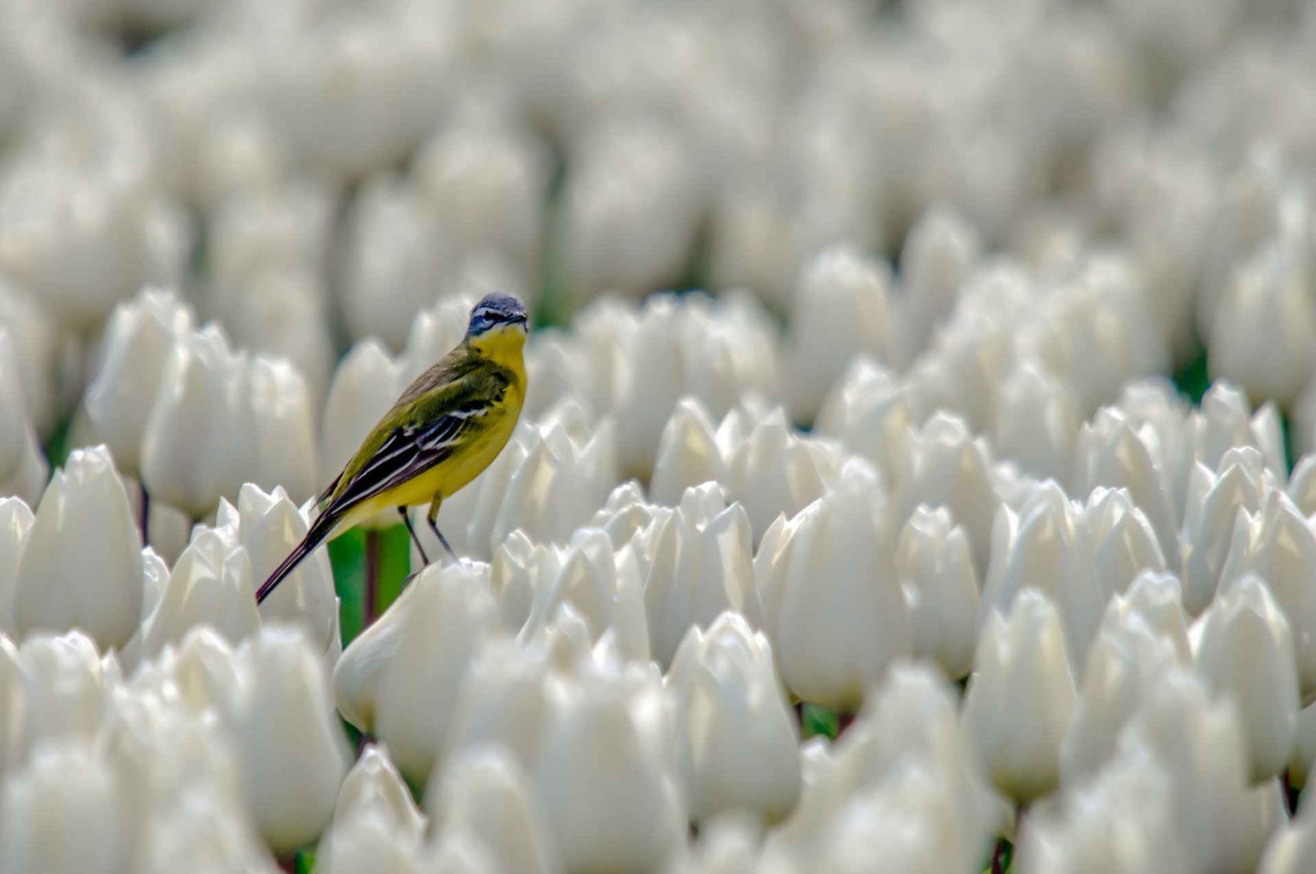 Download White Flower Flower Tulip Bird Animal Canary HD Wallpaper