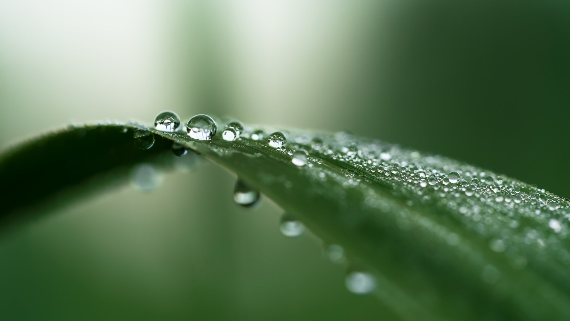 Download Greenery Macro Nature Water Drop HD Wallpaper