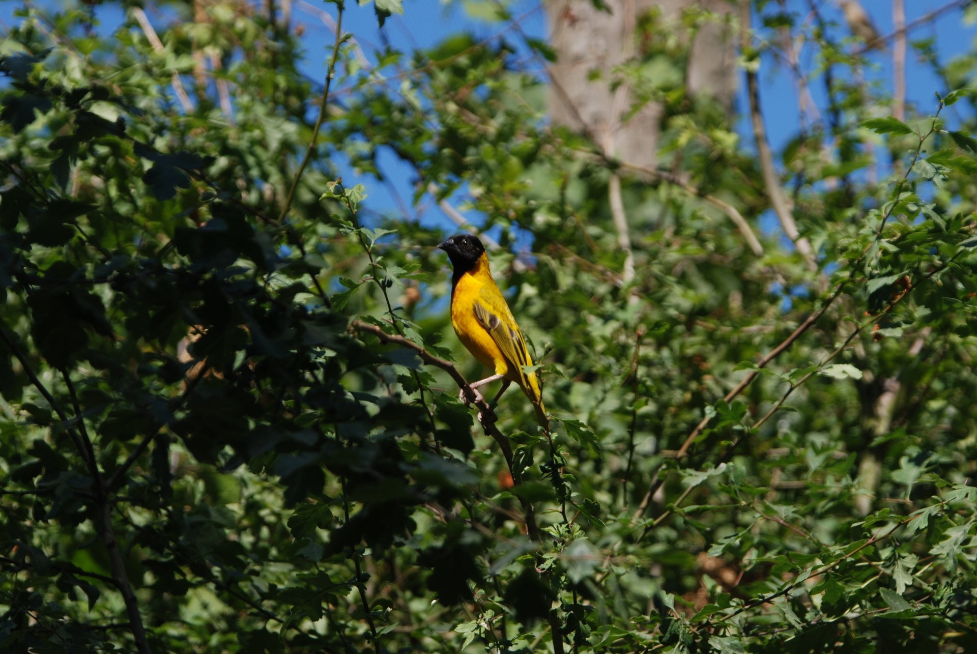 Golden-backed Weaver perched in dense green foliage — nature animal weaver captured in vivid 4K Ultra HD PC desktop wallpaper background.