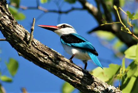  Woodland Kingfisher (halcyon senegalensis)