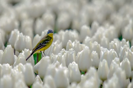 white flower flower tulip bird Animal canary HD Desktop Wallpaper | Background Image