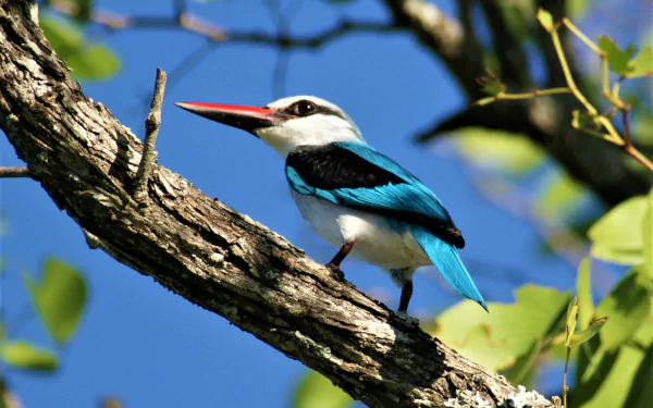  Woodland Kingfisher (halcyon senegalensis)