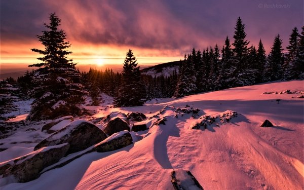 Earth Winter Tree Forest Snow Sunset Landscape HD Wallpaper | Background Image