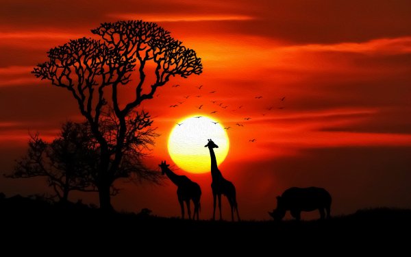 Artistic Sunset Silhouette Giraffe HD Wallpaper | Background Image