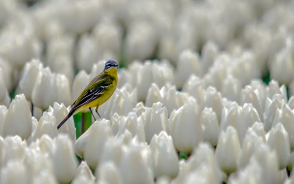 white flower flower tulip bird Animal canary HD Desktop Wallpaper | Background Image