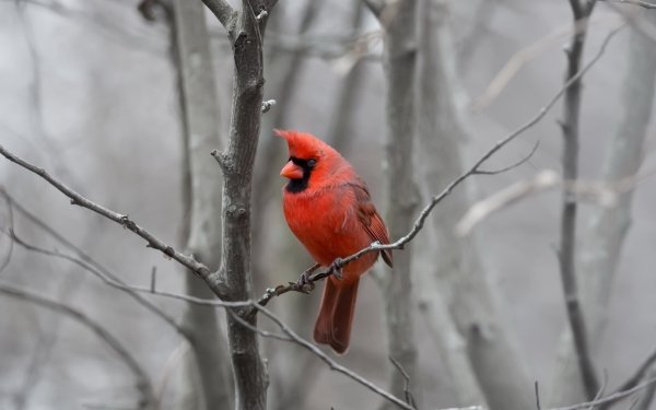 Animal Cardinal Birds Passerines Bird HD Wallpaper | Background Image