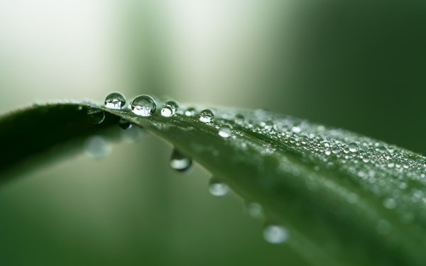 Earth Water Drop Macro Greenery HD Wallpaper | Background Image