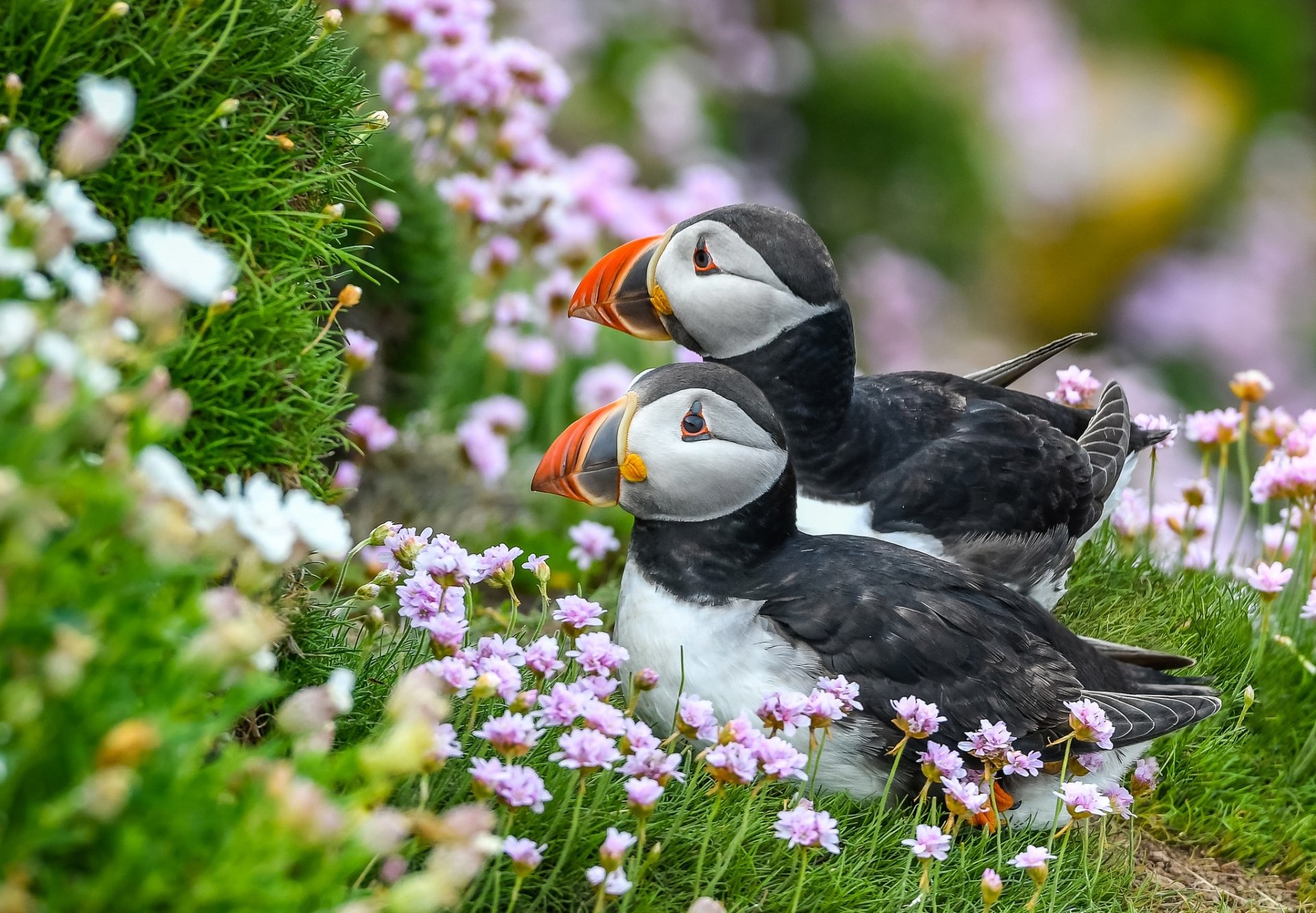 Download Flower Bird Animal Puffin HD Wallpaper