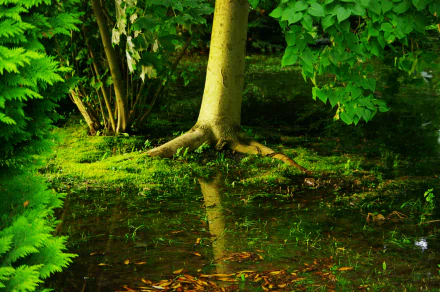 HD desktop wallpaper depicting a serene swamp scene with lush greenery, a tree with exposed roots, and a reflective water surface.