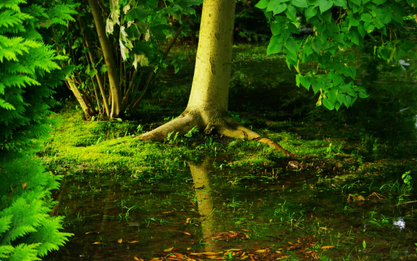 HD desktop wallpaper depicting a serene swamp scene with lush greenery, a tree with exposed roots, and a reflective water surface.