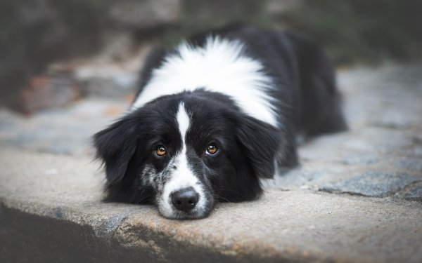 Animal Border Collie Dogs Dog Stare HD Wallpaper | Background Image