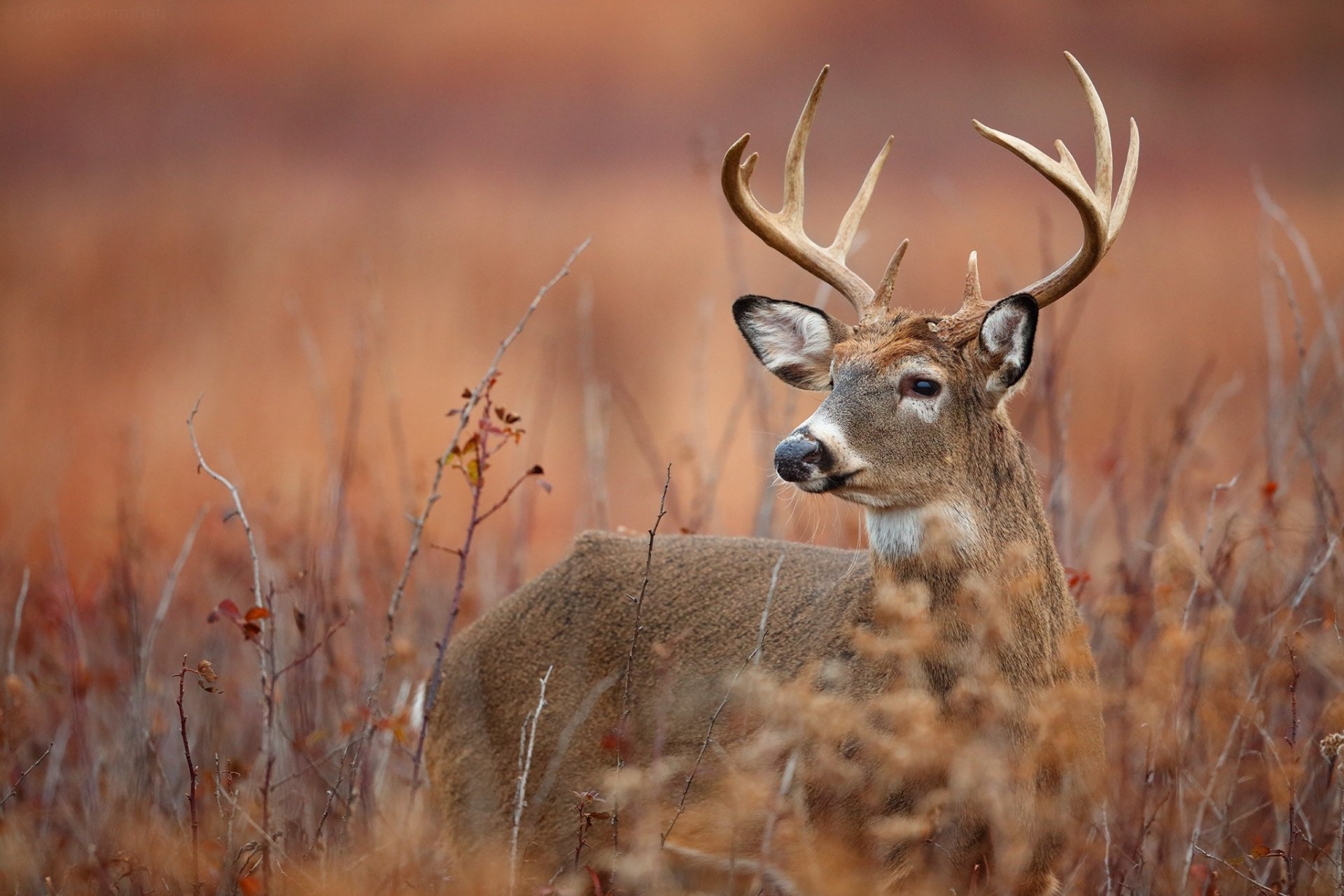 Download Depth Of Field Animal Deer HD Wallpaper