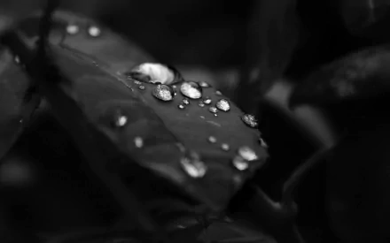 A black and white HD desktop wallpaper featuring close-up water drops on a leaf, highlighting the beauty of nature.