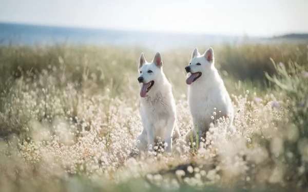 Two Berger Blanc Suisse dogs sit side by side in a sunlit field, captured with a soft depth of field in this HD PC desktop wallpaper.