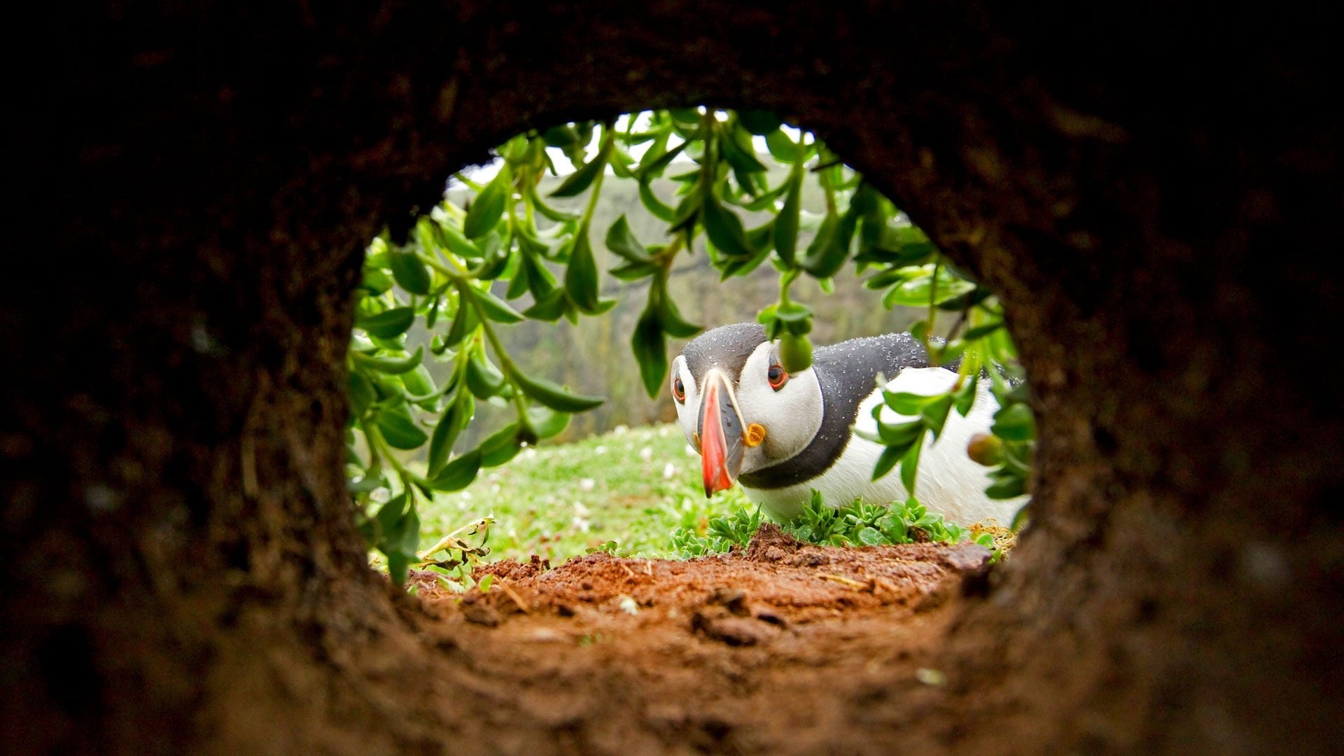 HD PC desktop wallpaper featuring a puffin bird framed by green foliage, viewed through a natural tunnel opening.