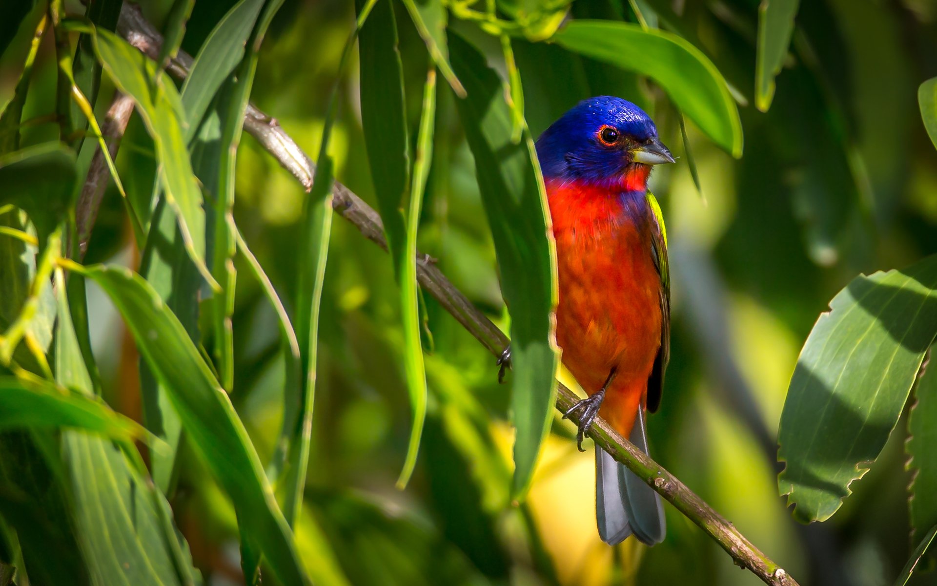 Colorful painted bunting perched on a tree branch amid green leaves — vibrant animal bird image, 4K Ultra HD PC desktop wallpaper/background.