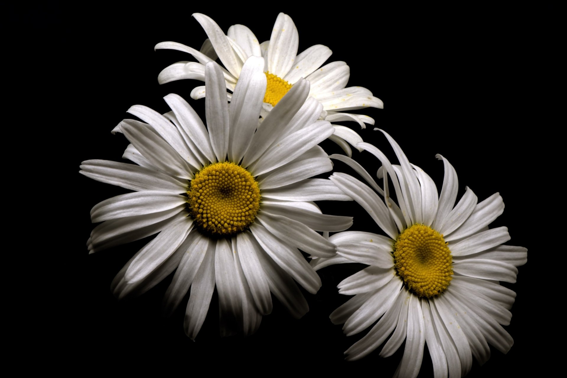 Download White Flower Flower Nature Daisy HD Wallpaper | 2560x1707 ...