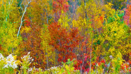 Vibrant fall foliage of aspen and other trees captured in stunning 4K Ultra HD, showcasing the rich colors of nature in autumn.