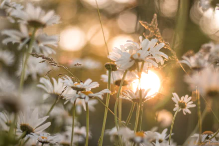 nature chamomile HD Desktop Wallpaper | Background Image