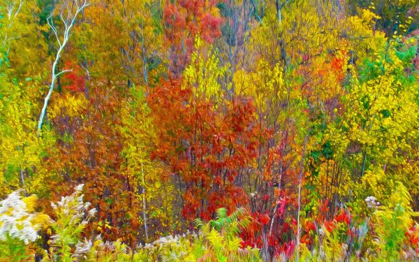 Earth Fall Tree Aspen HD Wallpaper | Background Image