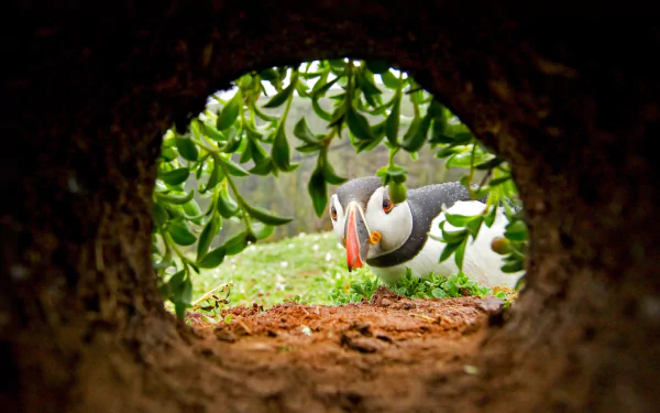 HD PC desktop wallpaper featuring a puffin bird framed by green foliage, viewed through a natural tunnel opening.