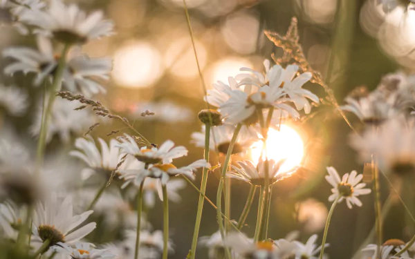 nature chamomile HD Desktop Wallpaper | Background Image