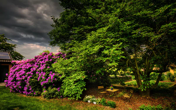 HD PC desktop wallpaper: garden scene with vibrant purple azalea flowers beside trees, exposed earth and a small man-made structure under a dramatic cloudy sky.