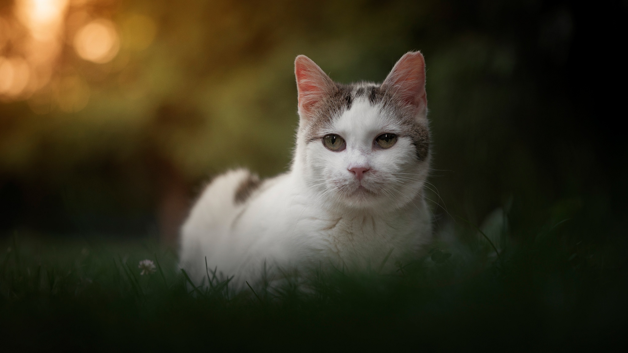 Cat HD Wallpaper