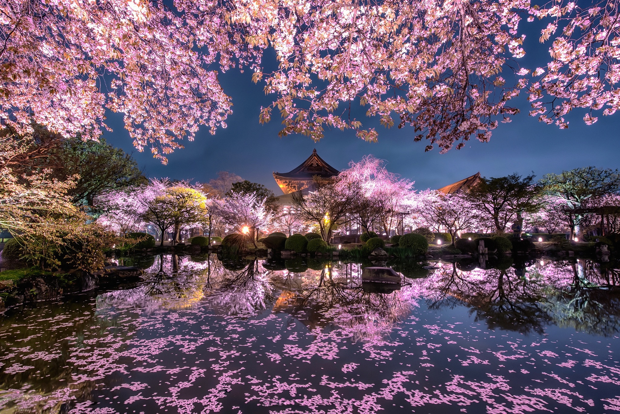 Reflection of Cherry Blossom Trees