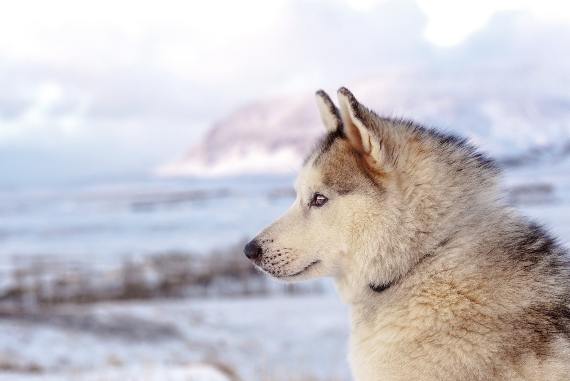 Husky dog (animal) in a snowy landscape, soft depth of field, crisp HD PC desktop wallpaper background.