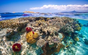 230 海洋生物高清壁纸 桌面背景