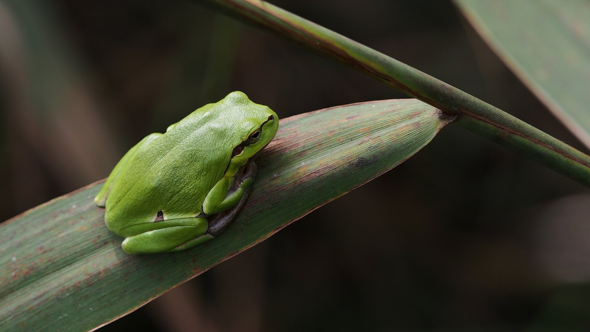 HD PC desktop wallpaper showing a bright green frog (amphibian, animal) curled on a narrow leaf against a softly blurred natural background.