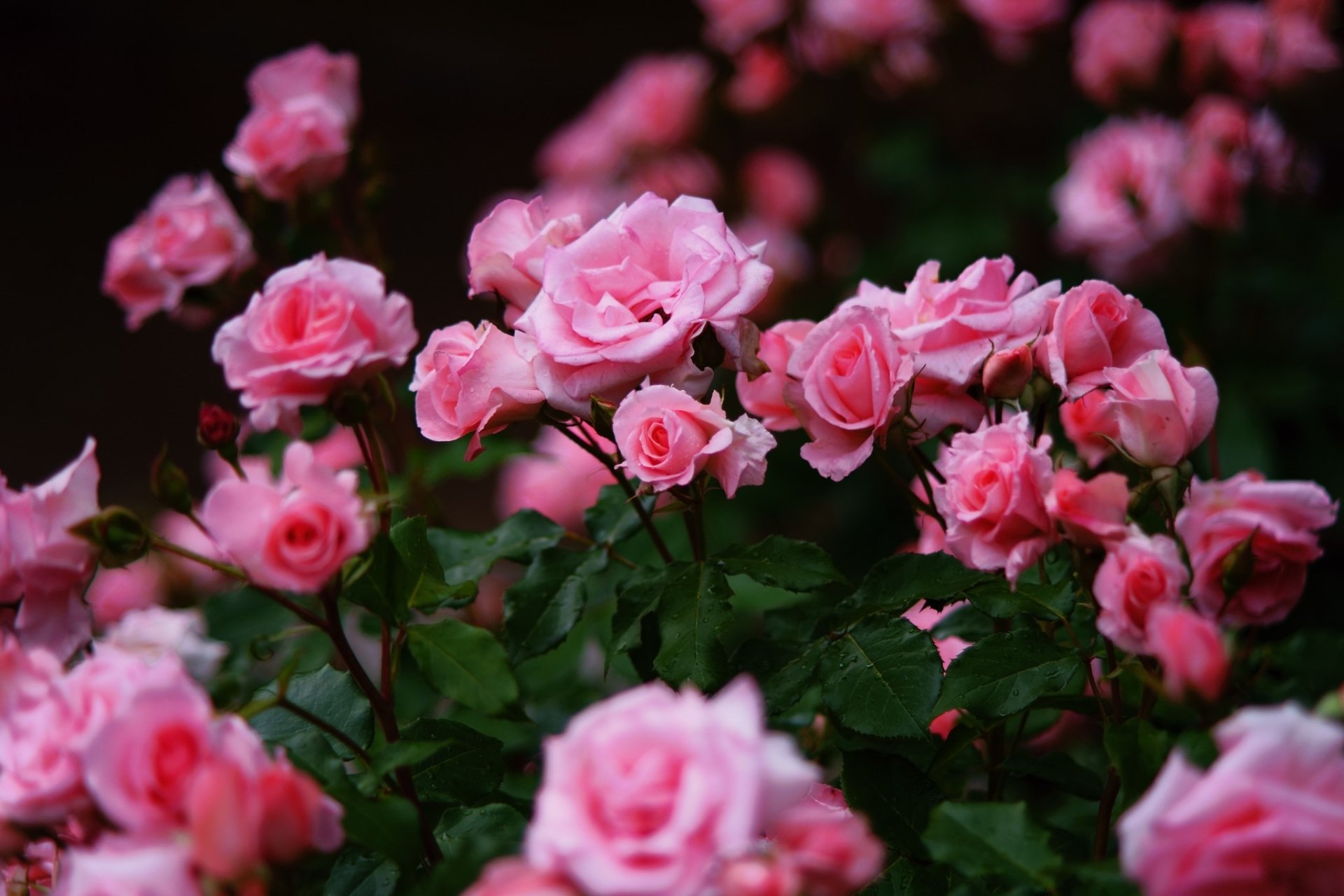 Download Rose Bush Pink Flower Flower Nature Rose HD Wallpaper