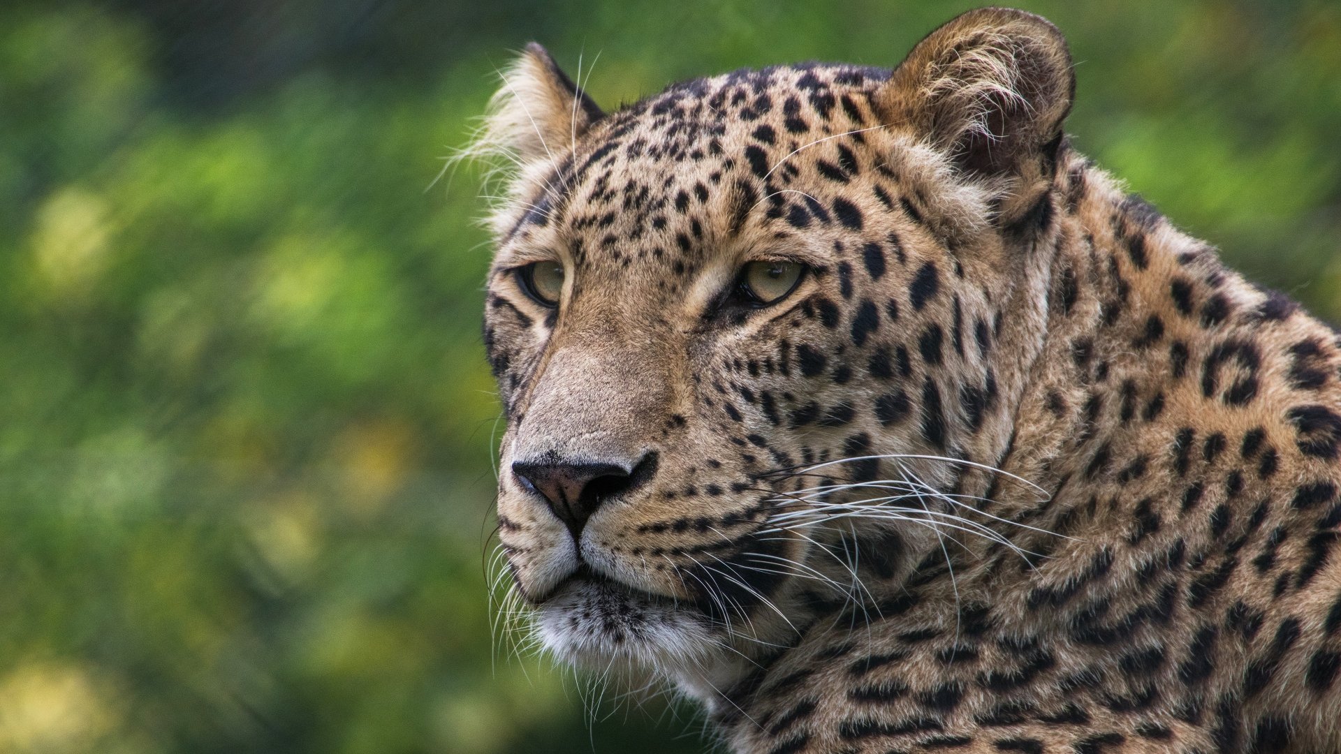 Animal Leopard 4k Ultra HD Wallpaper