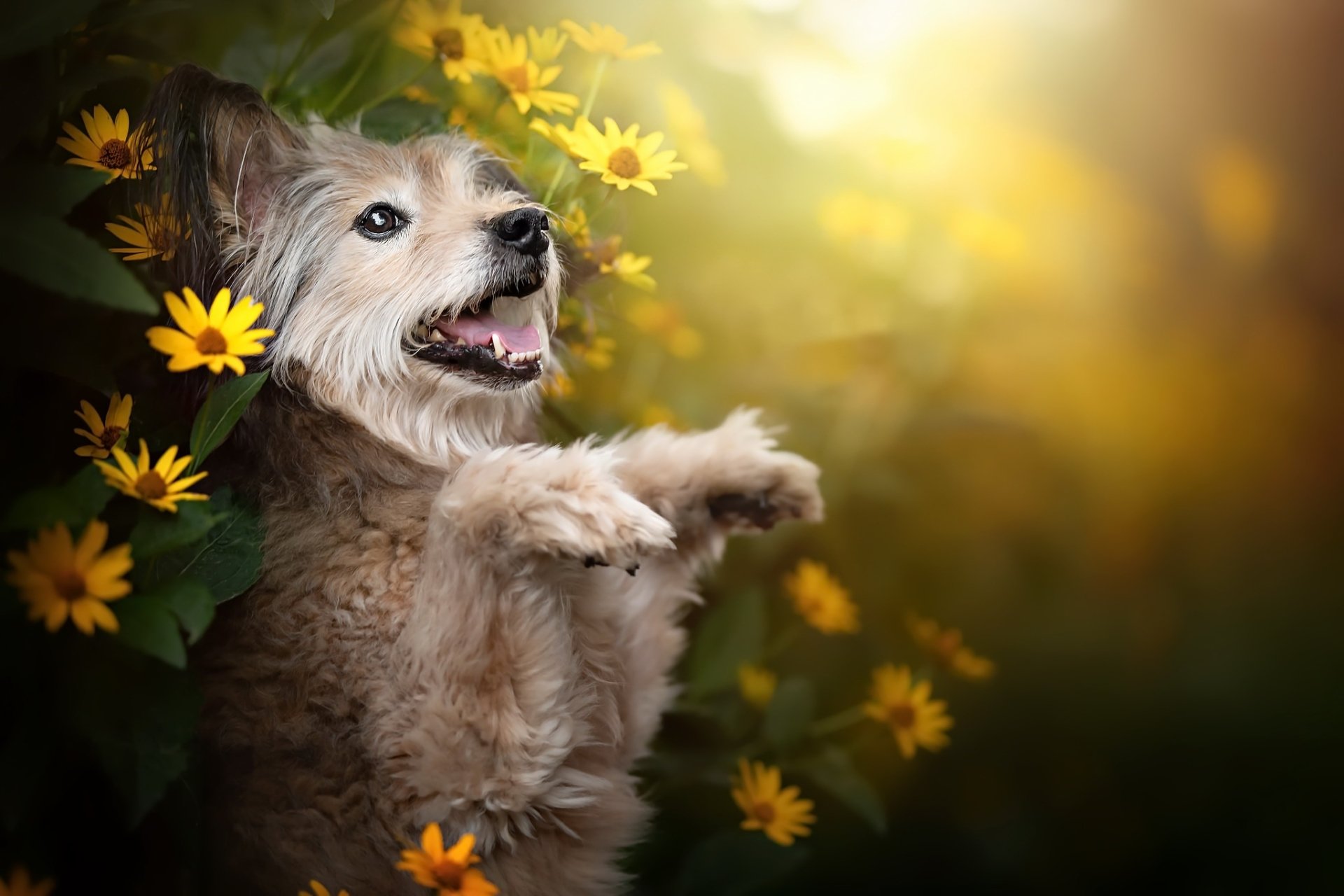 Download Yellow Flower Animal Dog HD Wallpaper by Dackelpup