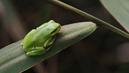 HD PC desktop wallpaper showing a bright green frog (amphibian, animal) curled on a narrow leaf against a softly blurred natural background.