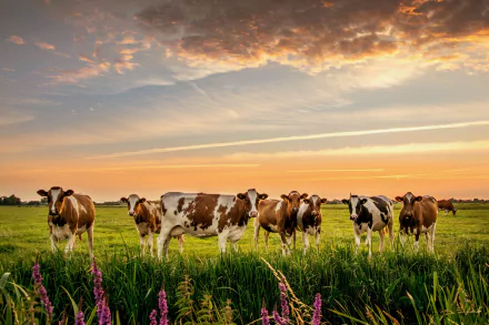HD desktop wallpaper of a group of cows standing in a green field under a colorful sunset sky.