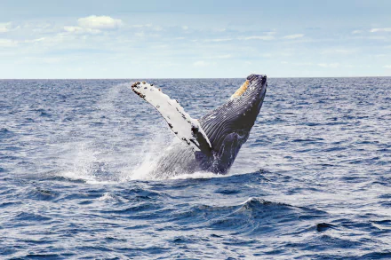 breaching ocean sea life Animal whale HD Desktop Wallpaper | Background Image