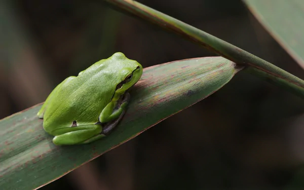 HD PC desktop wallpaper showing a bright green frog (amphibian, animal) curled on a narrow leaf against a softly blurred natural background.