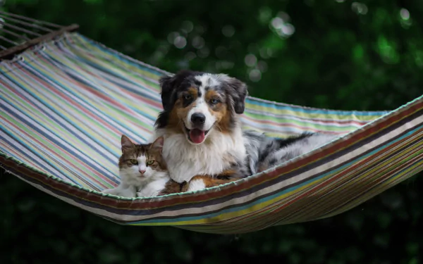 bokeh hammock dog cat Animal Cat & Dog HD Desktop Wallpaper | Background Image