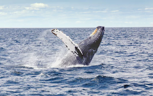 breaching ocean sea life Animal whale HD Desktop Wallpaper | Background Image
