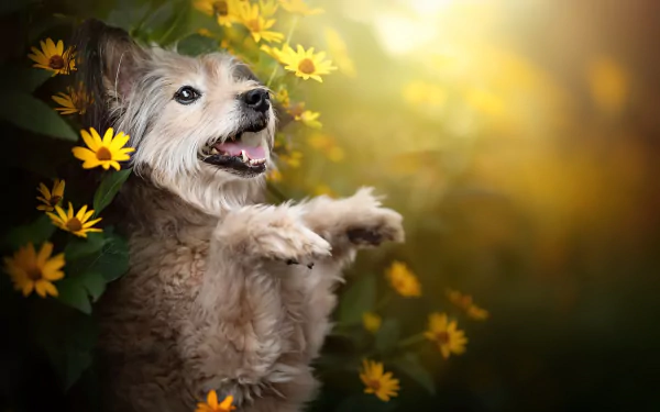 yellow flower Animal dog HD Desktop Wallpaper | Background Image