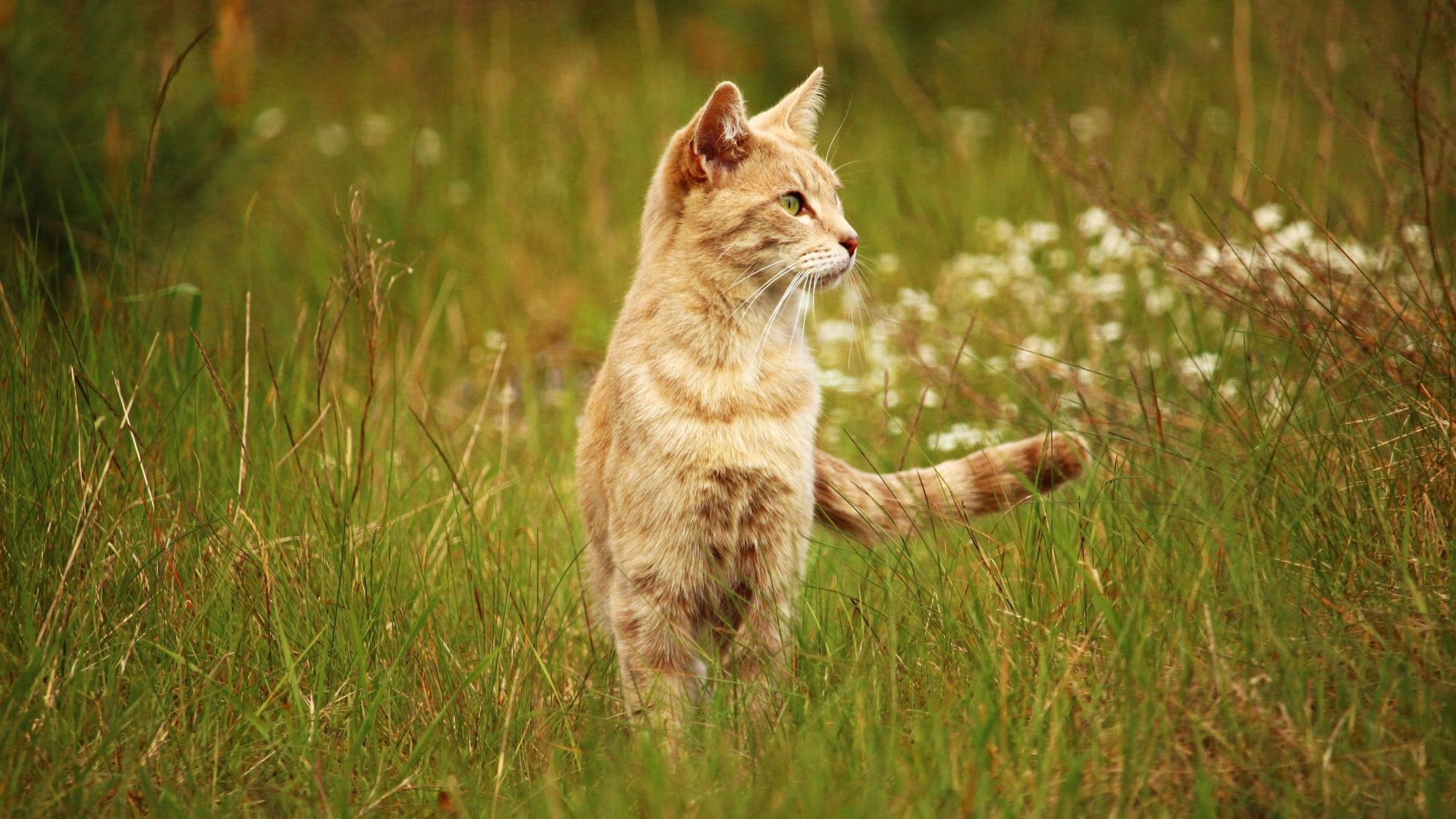HD desktop wallpaper featuring a cat standing alert in tall green grass with a soft, natural background.